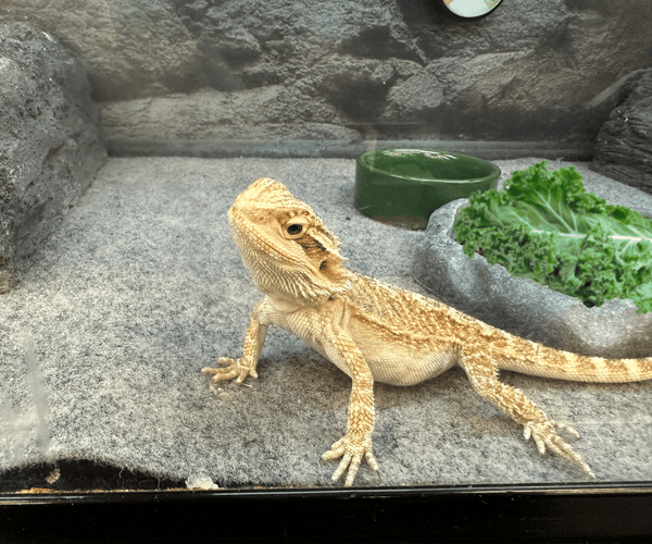 Can Bearded Dragons Eat Kale?