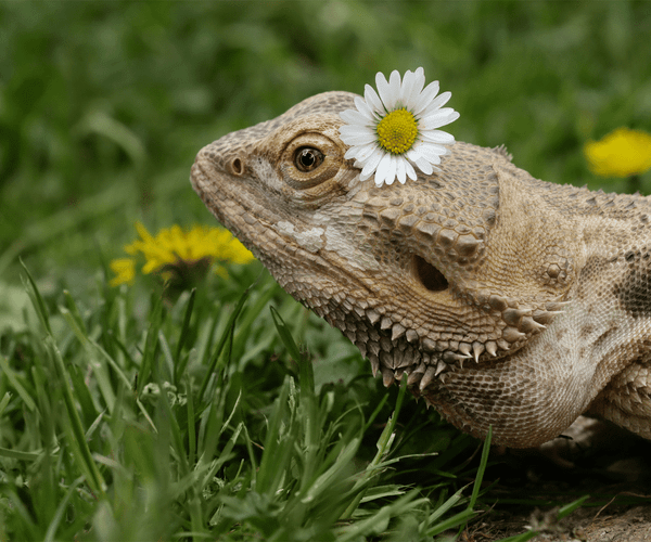 What Flowers Can Bearded Dragons Eat?