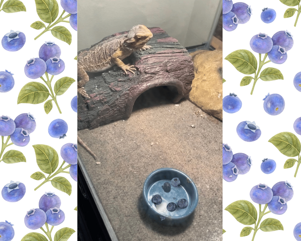 Can Bearded Dragons Eat Blueberries?