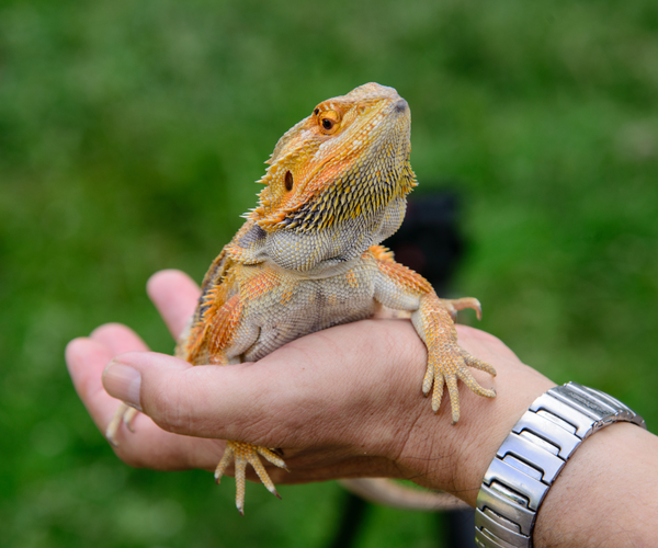 Are Bearded Dragons Good Pets?