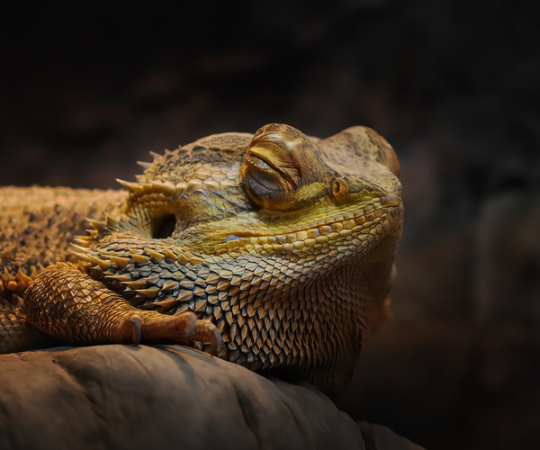 Do Bearded Dragons Hibernate?