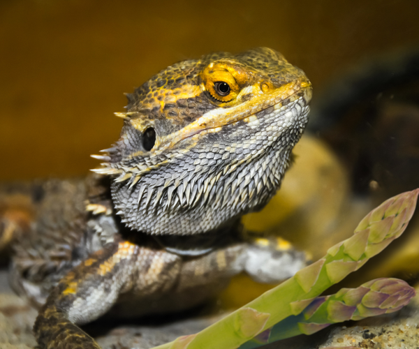 Can Bearded Dragons Eat Asparagus?