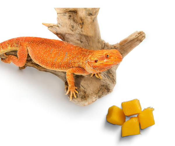 Can Bearded Dragons Eat Mango?