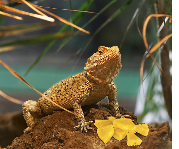 Can Bearded Dragons Eat Pineapple?