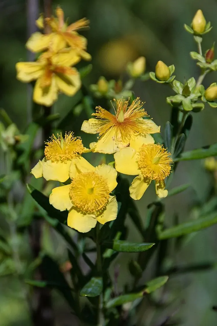 Shrubby St. John's Wort
