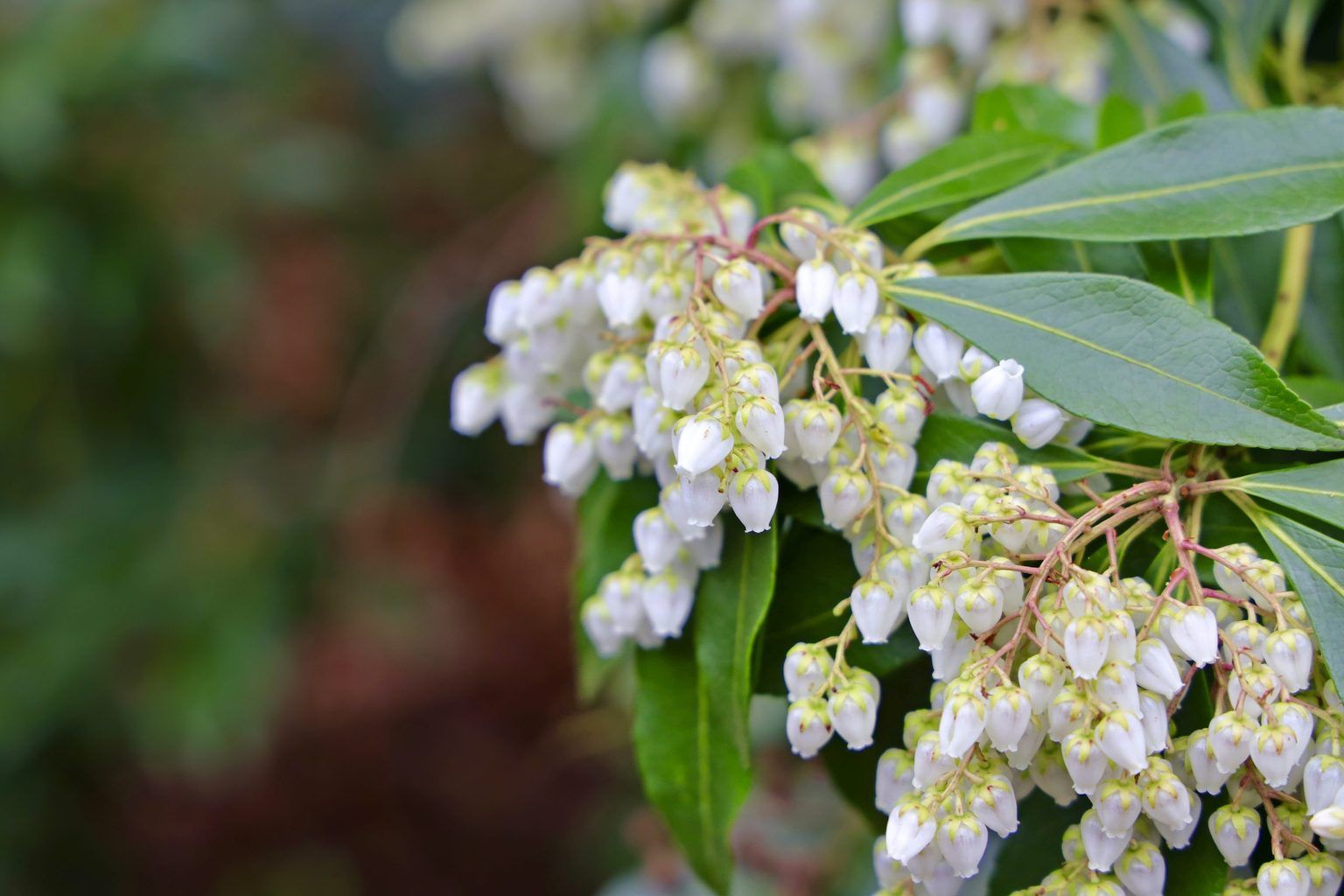 Japanese Pieris