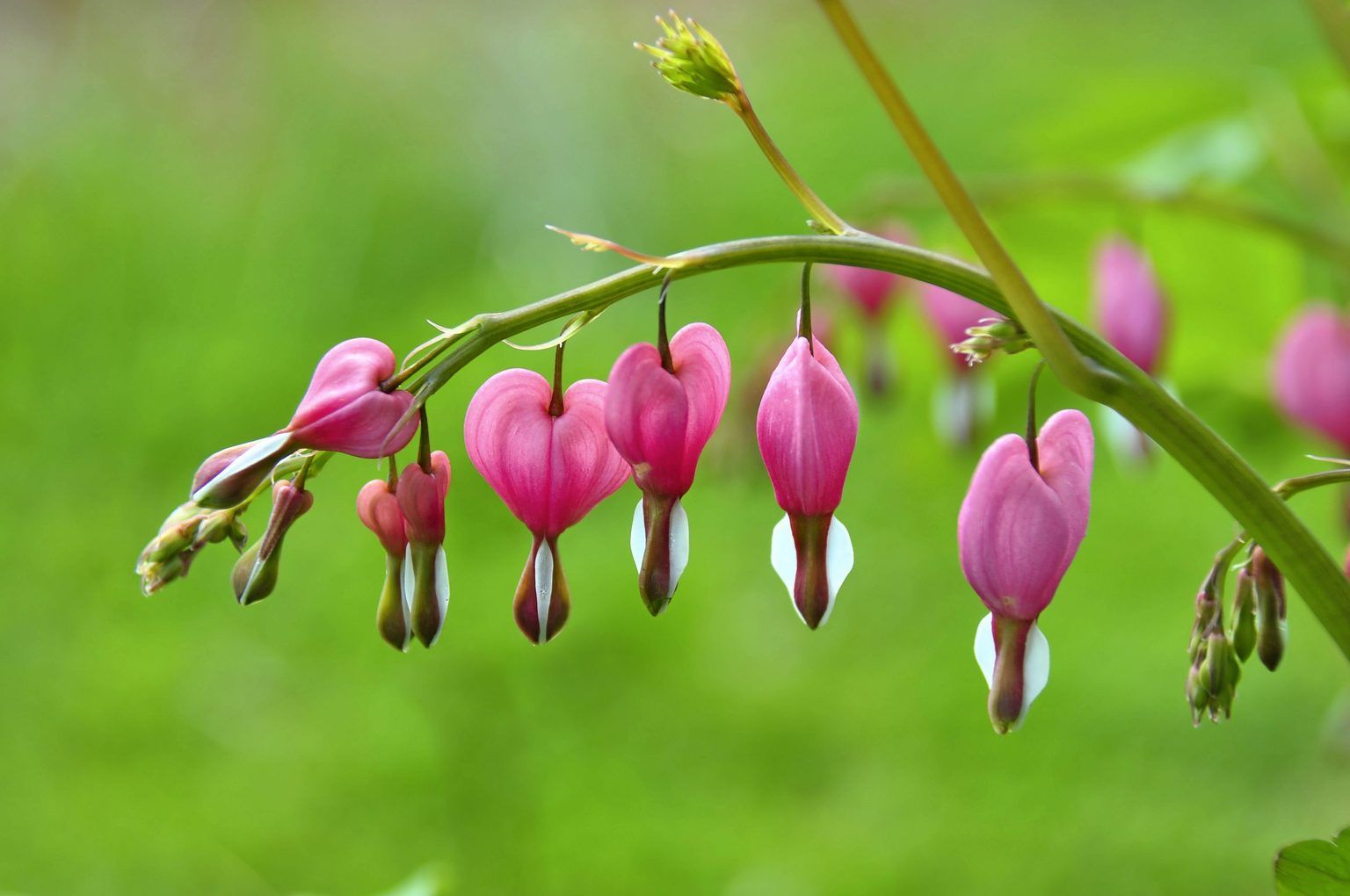 Bleeding Heart
