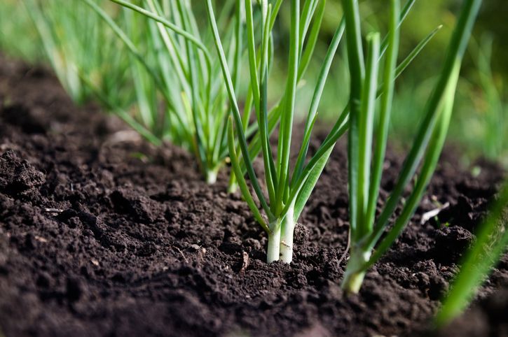 Scallions