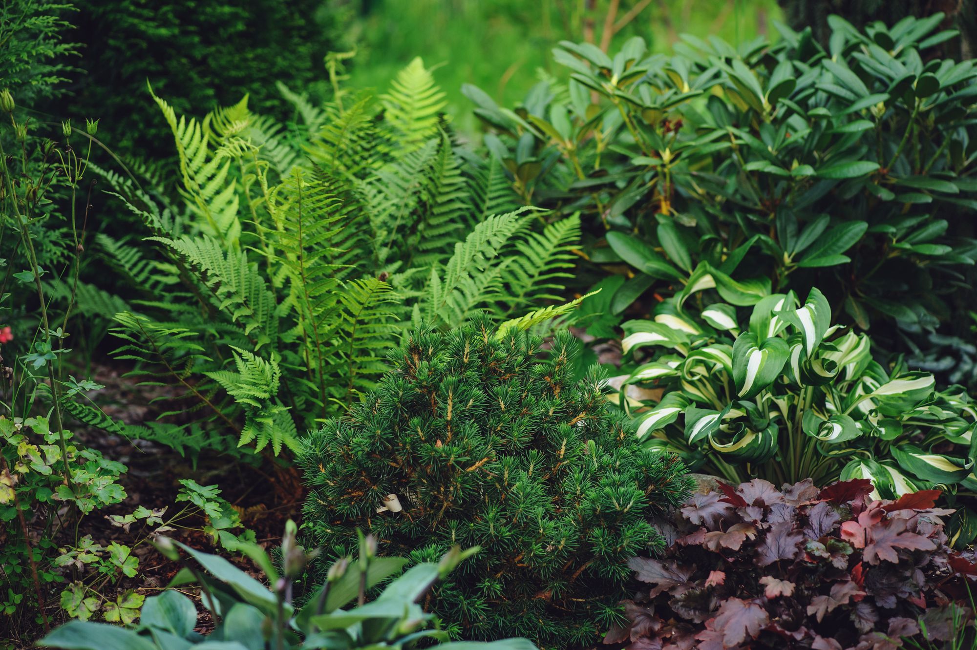 The 10 Best Shade Plants