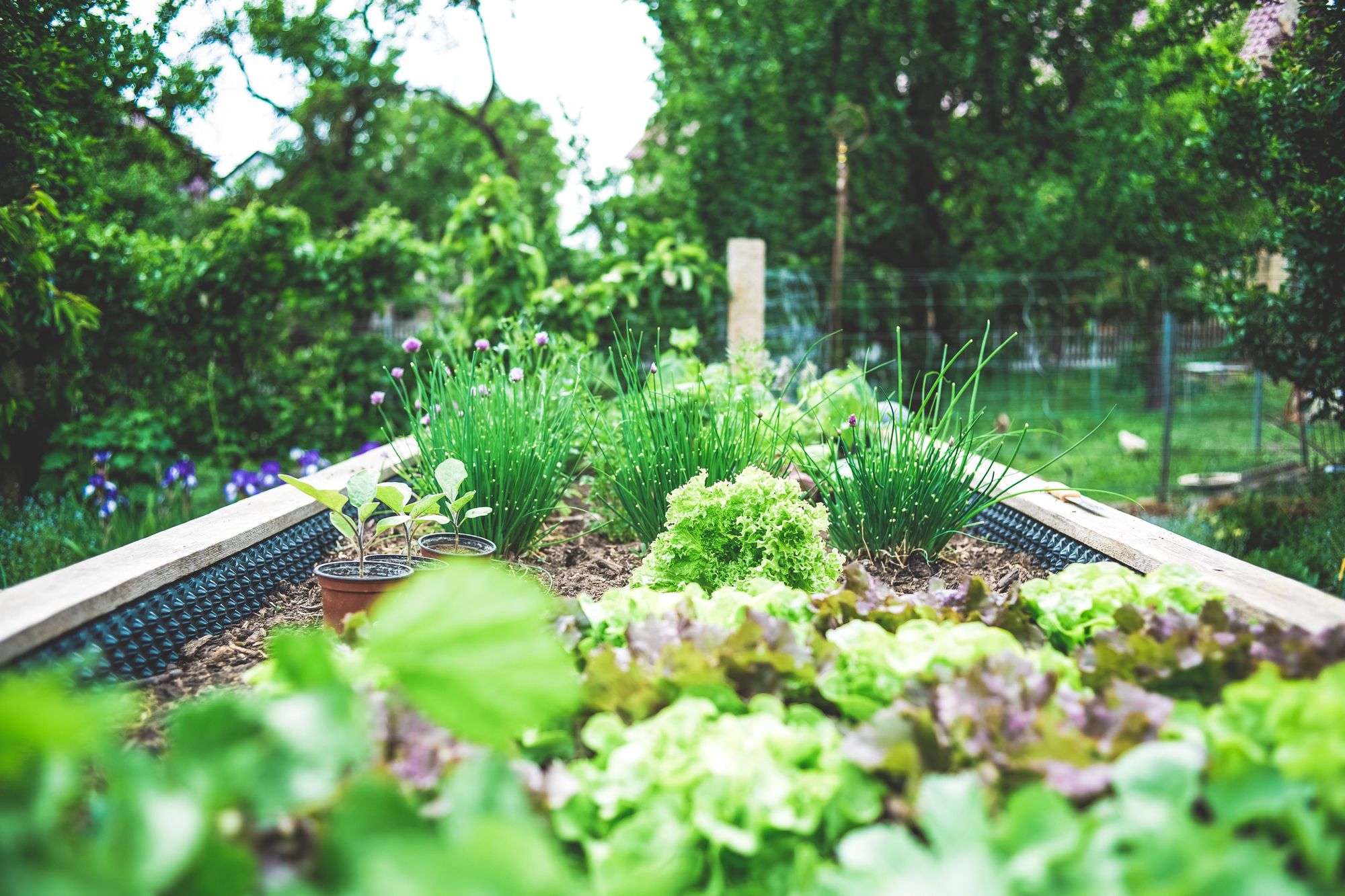 Chives and other herbs