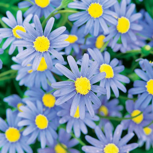 Felicia Daisies - closeup view