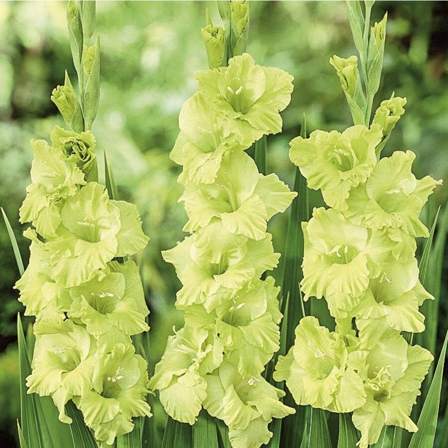 Green Star Gladiola