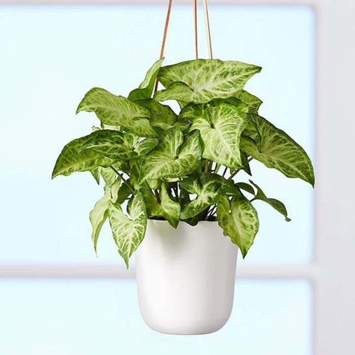Arrowhead Hanging Plant