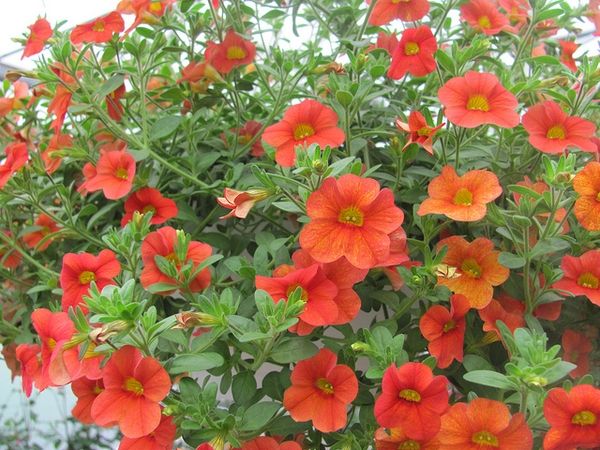 Callie Orange Sunrise Calibrachoa