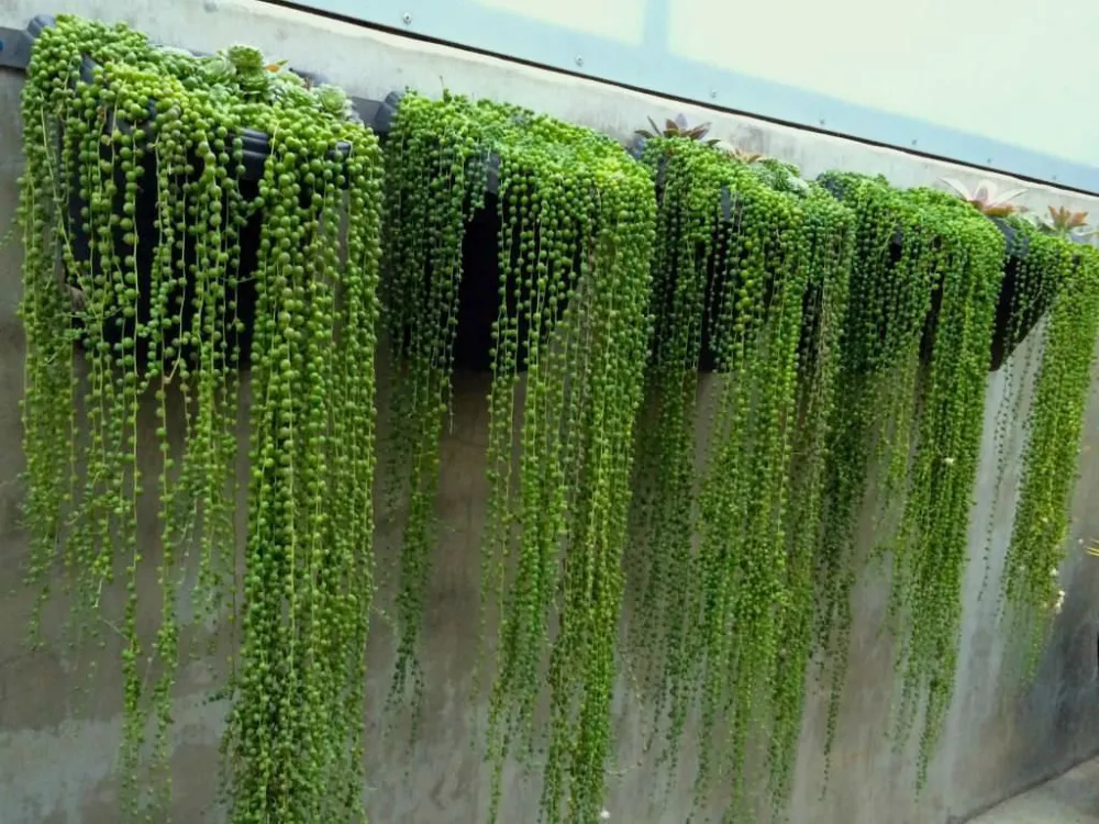 String of Pearls Plant