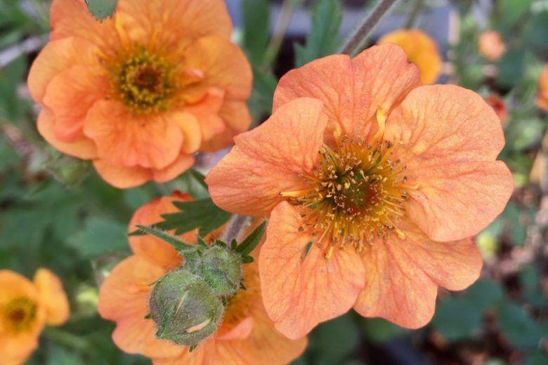 "Totally Tangerine" Avens