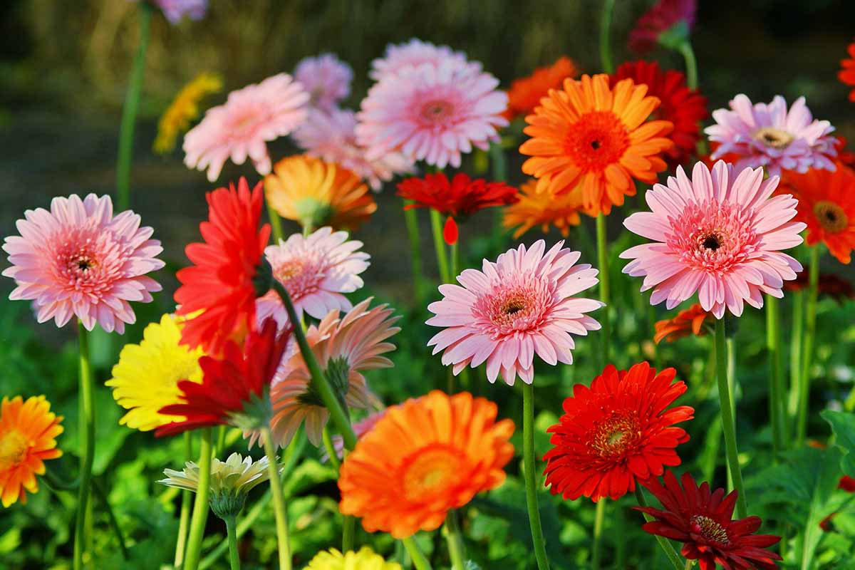 Gerbera Daisies