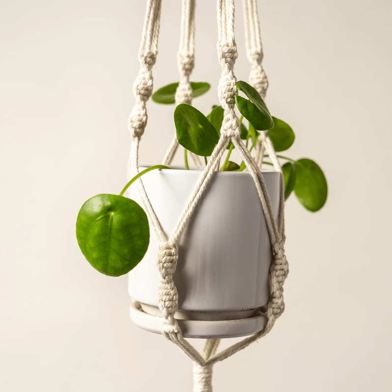 Pilea Peperomia