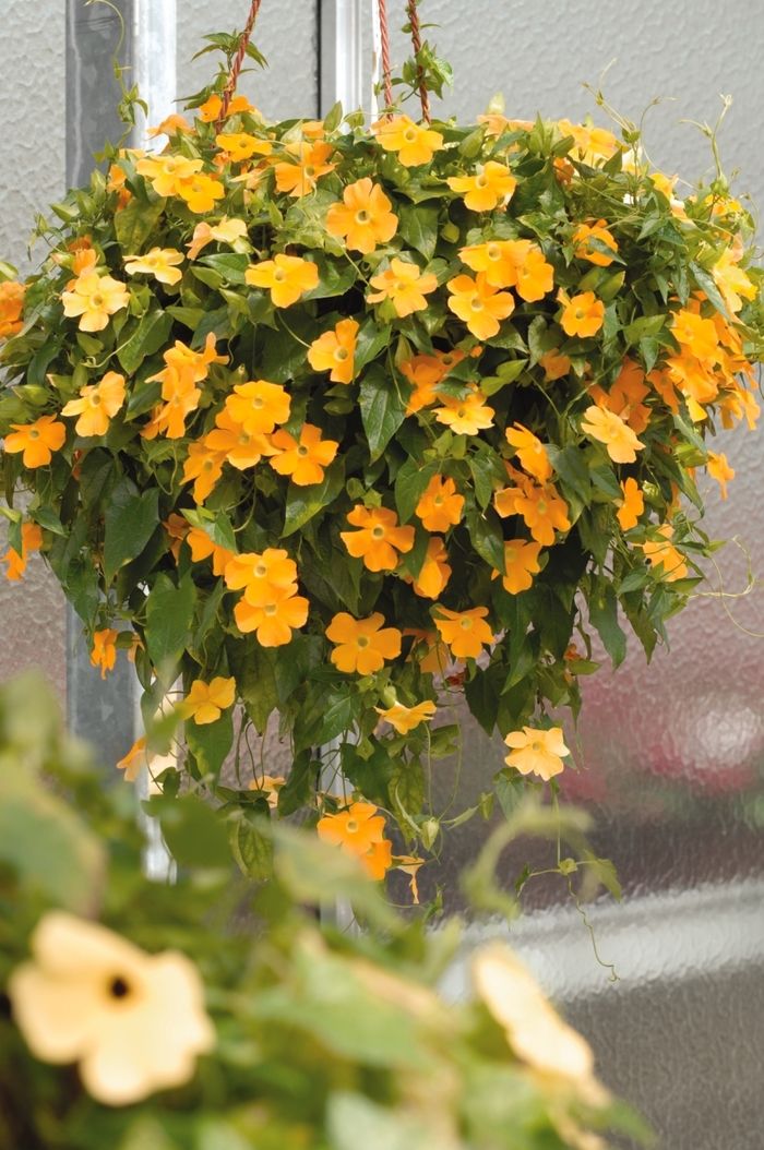Thunbergia or Black-Eyed Susan Vine