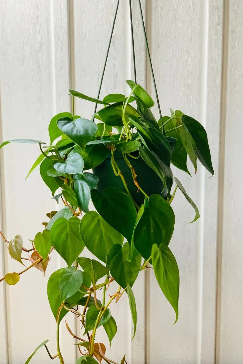 Heartleaf Philodendron