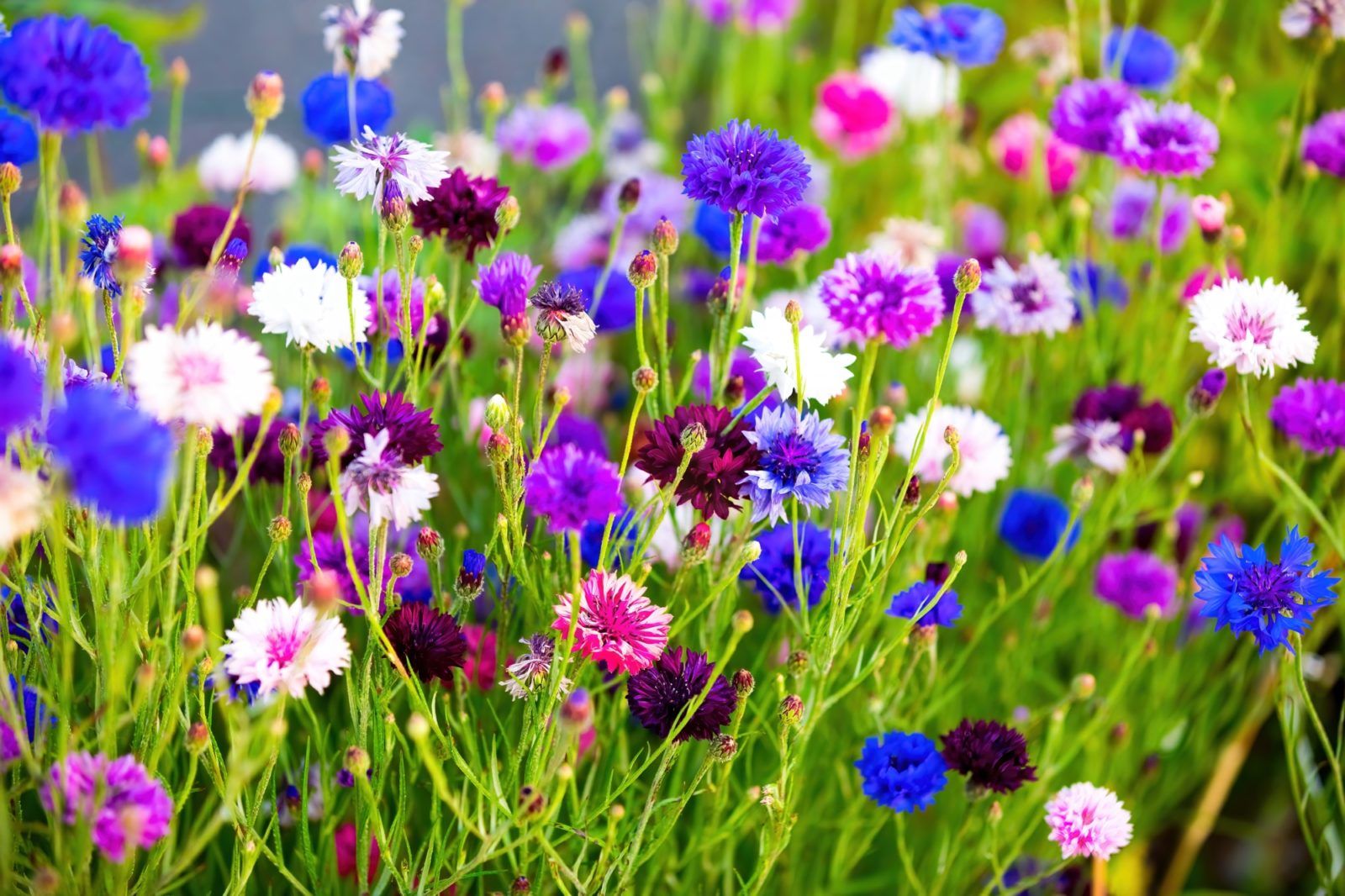 Cornflower - Assorted Colors