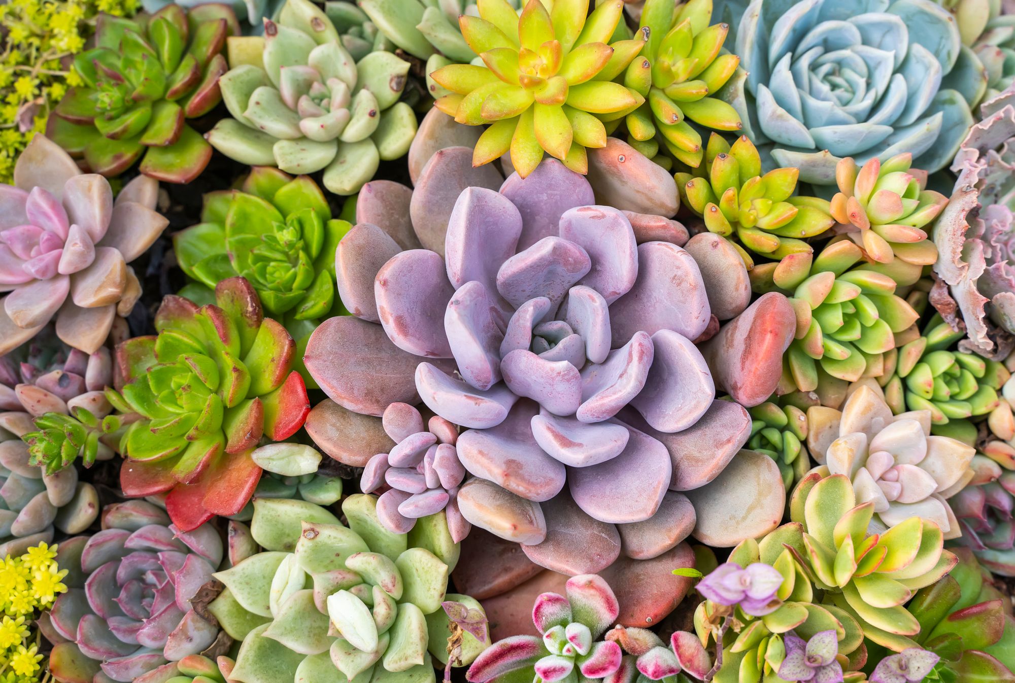 Succulents