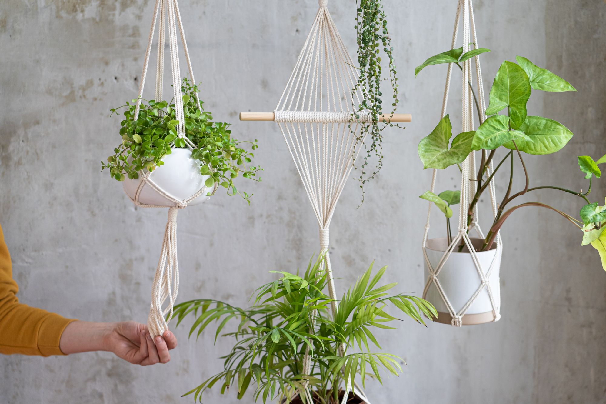 The 10 Best Hanging Plants
