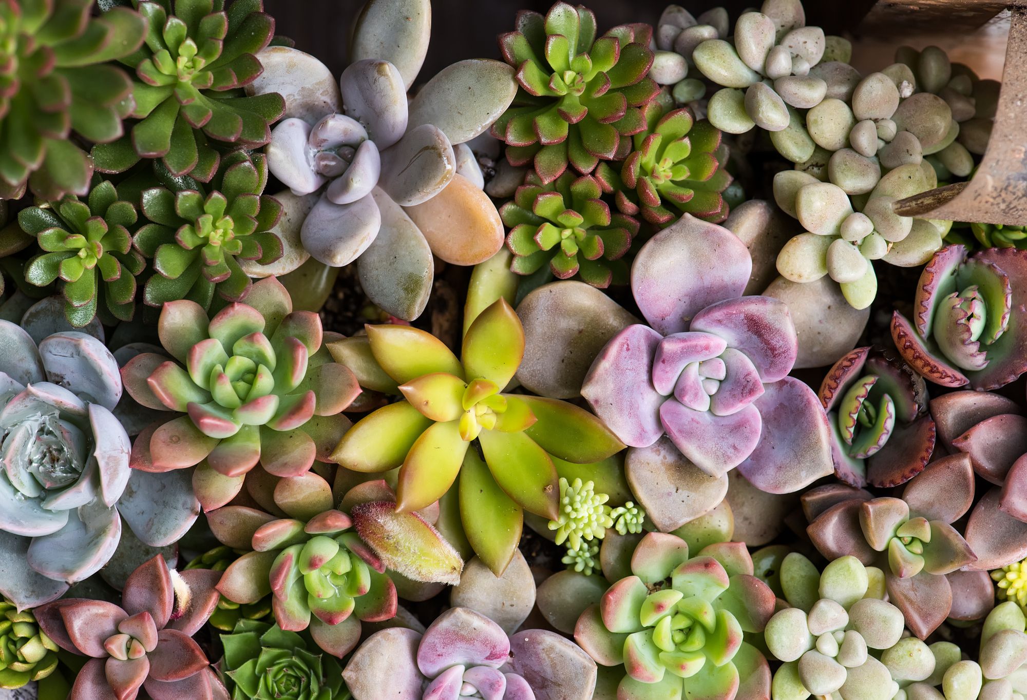 How to Care for Succulents