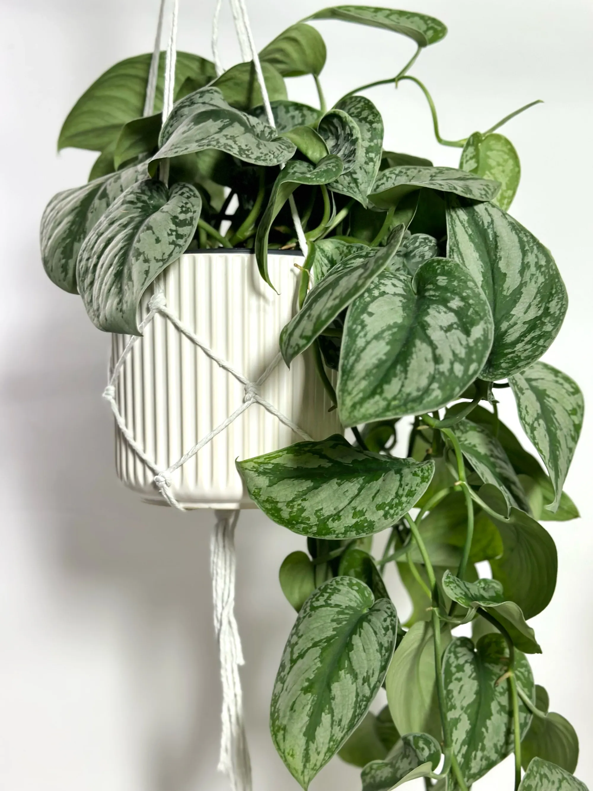 Silver Pothos