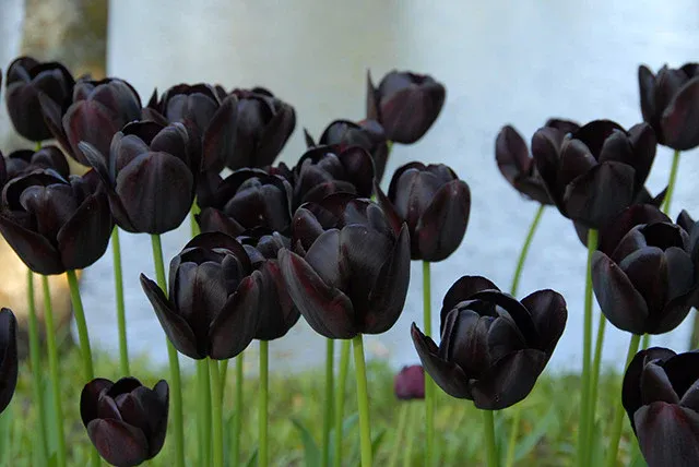 Queen of the Night Tulips