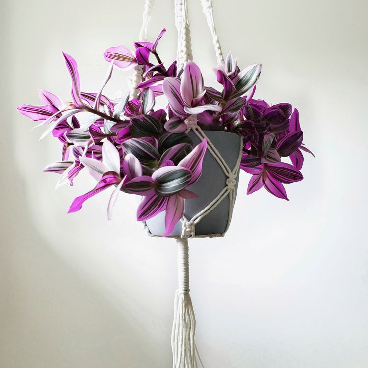 Tradescantia Nanouk