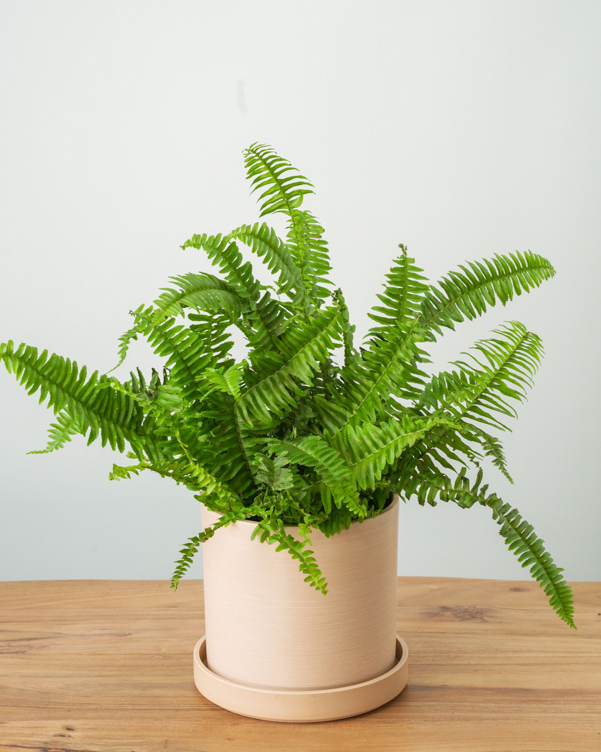Kimberly Queen Fern