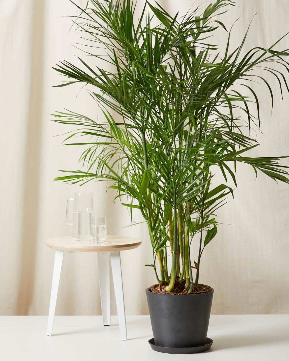 Bamboo Palm