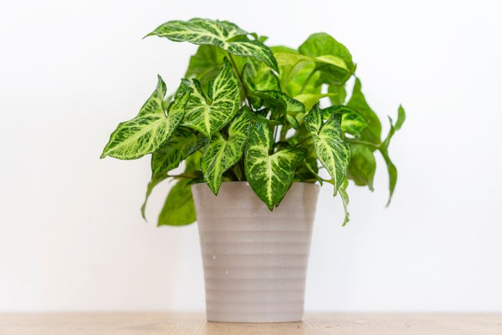 Arrowhead Vine