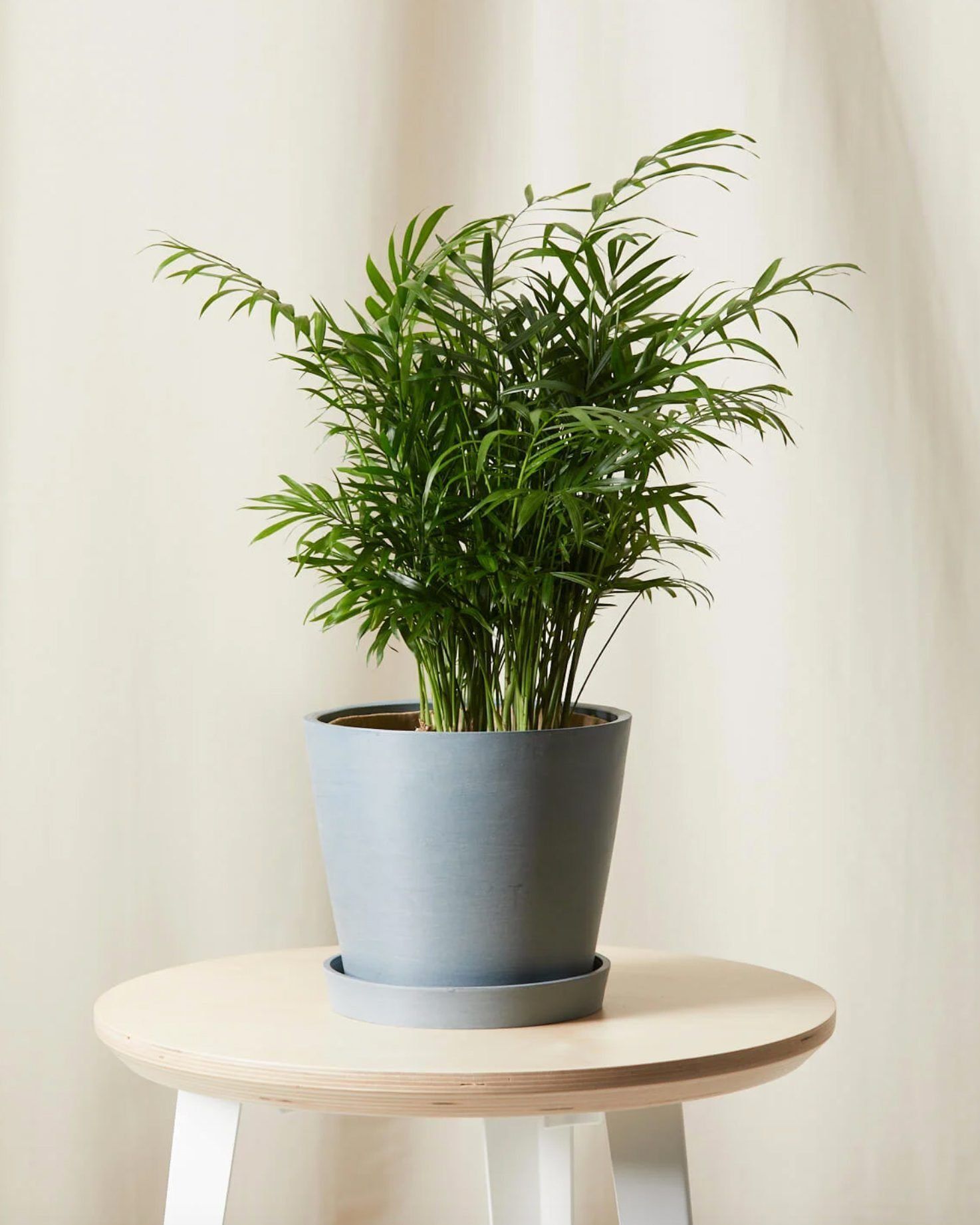 Parlor Palm