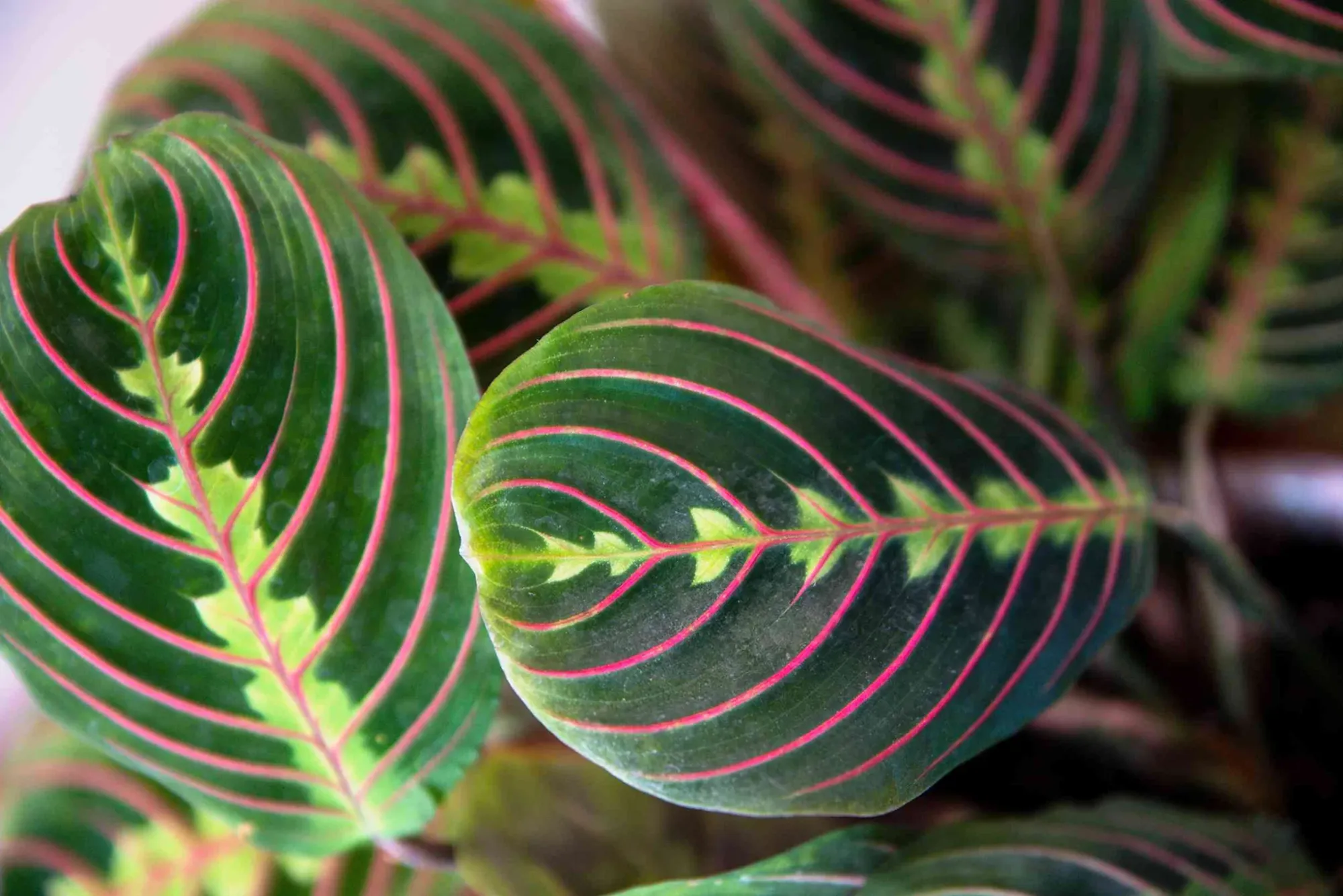 Red Prayer Plant