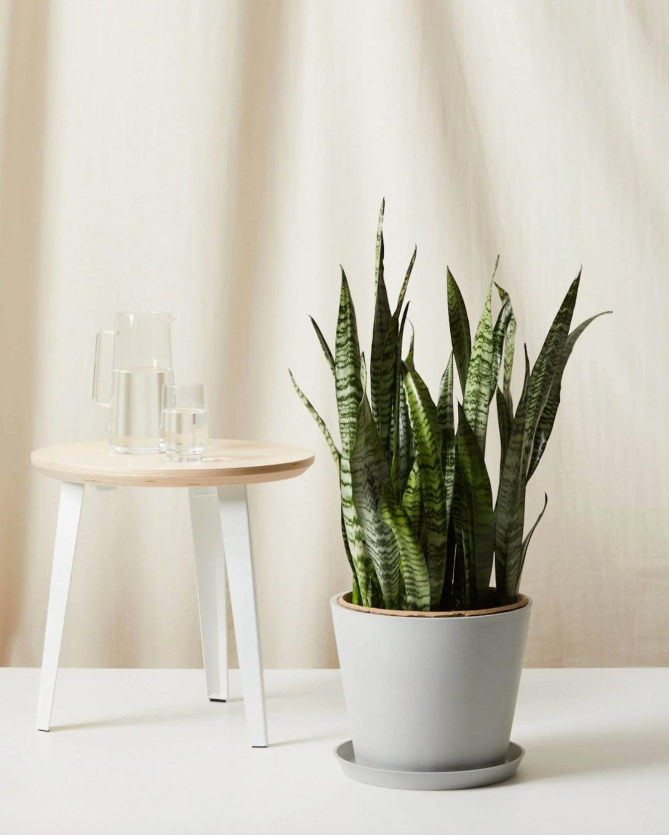 Snake Plant