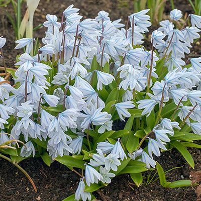 Early Scilla