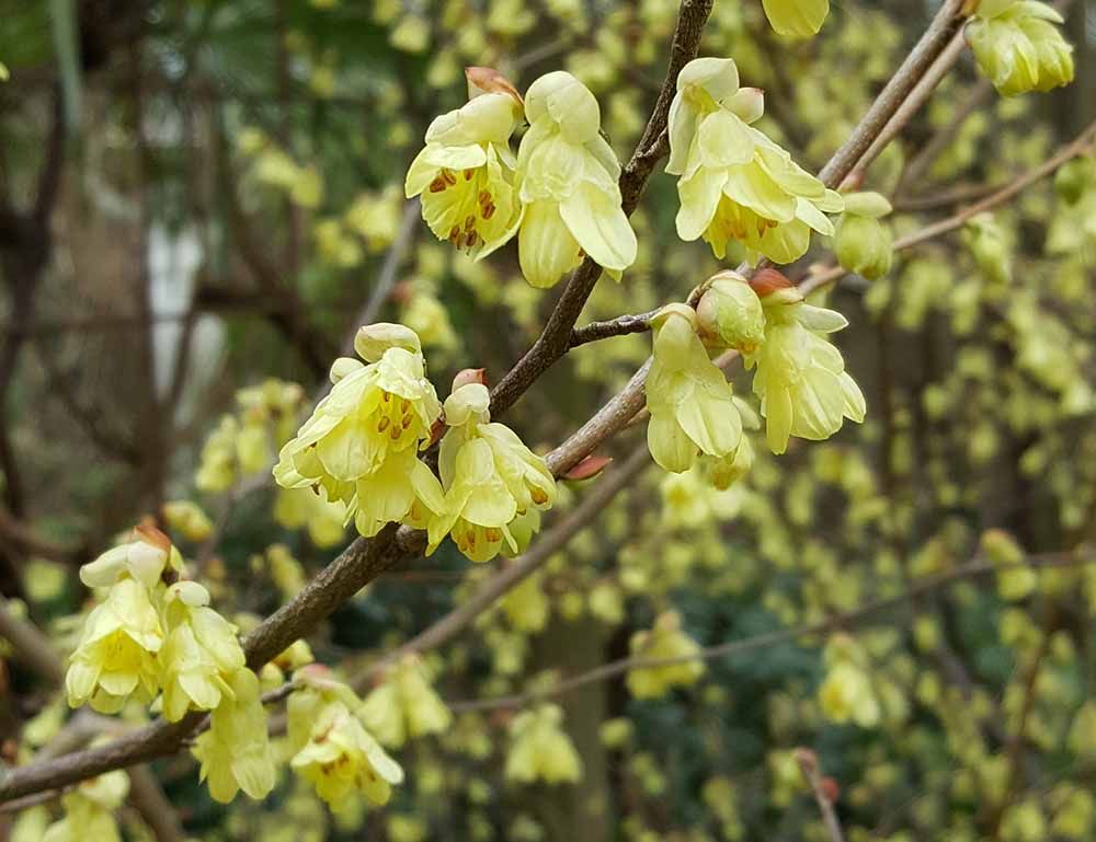 Buttercup Winterhazel