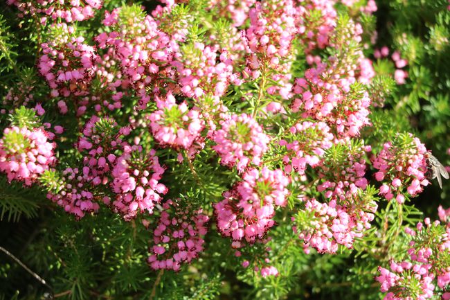 Winter Heath