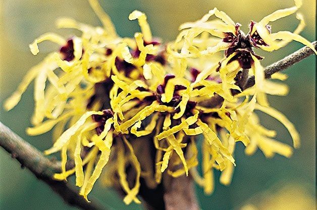 Witch Hazel in Bloom