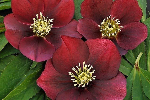 Hellebore