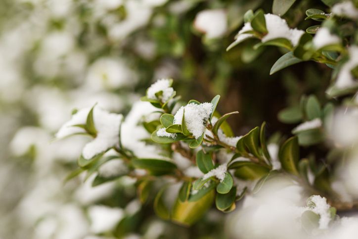 Boxwood