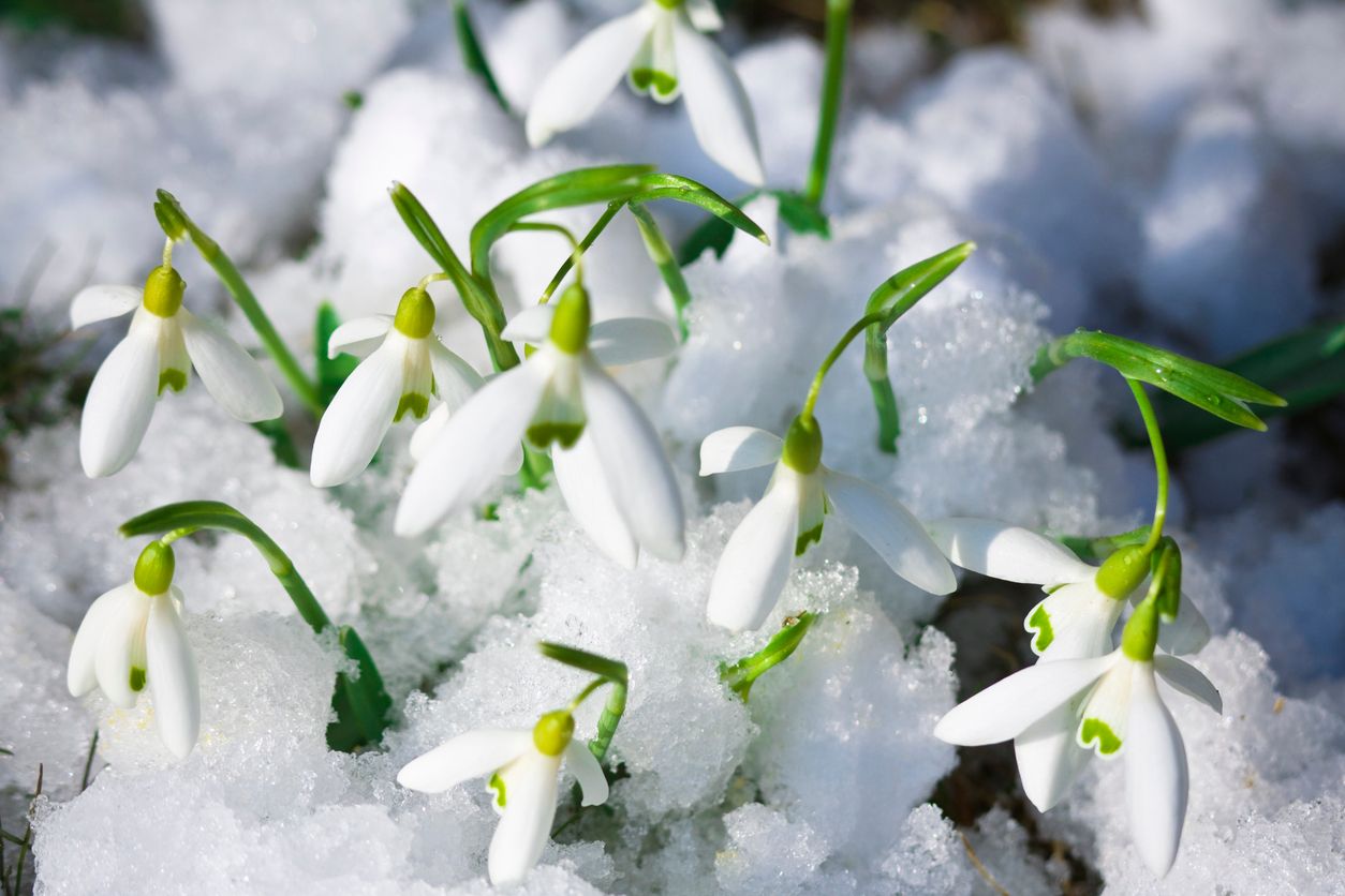 Snowdrops