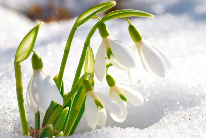 Our 10 Favorite Winter Flowers