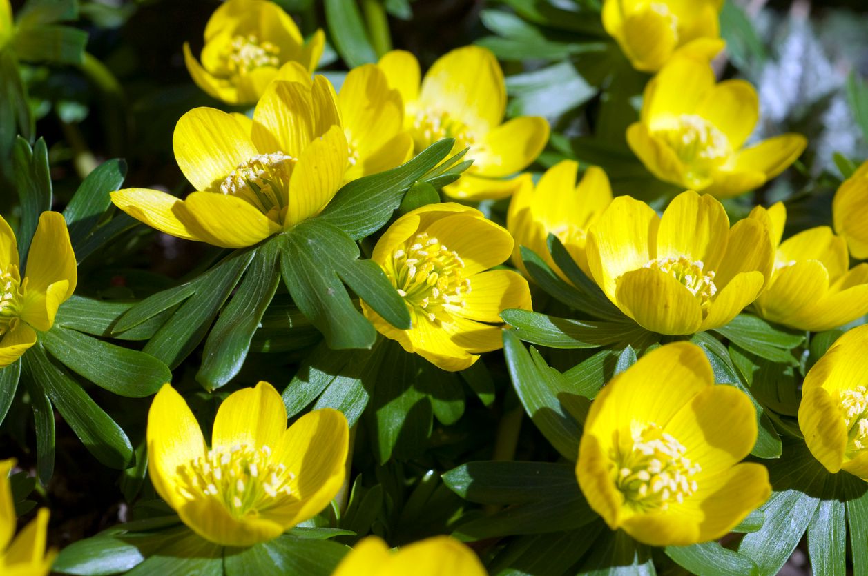 Winter Aconite