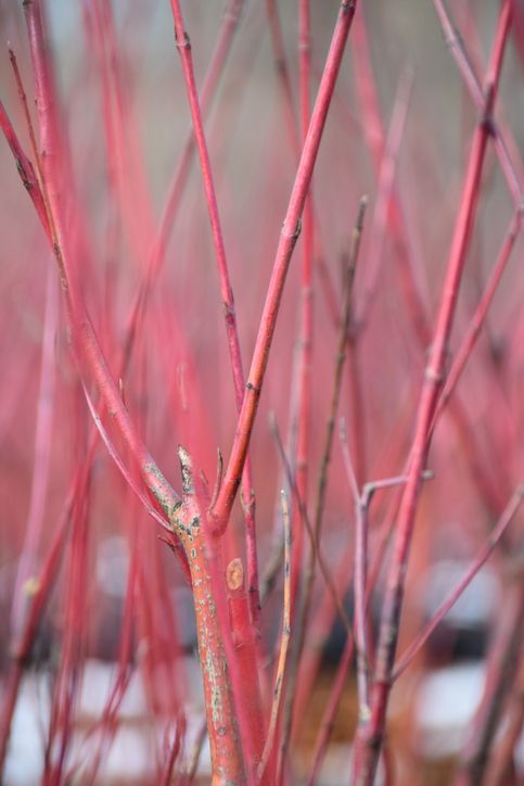 Red Twigged Dogwood