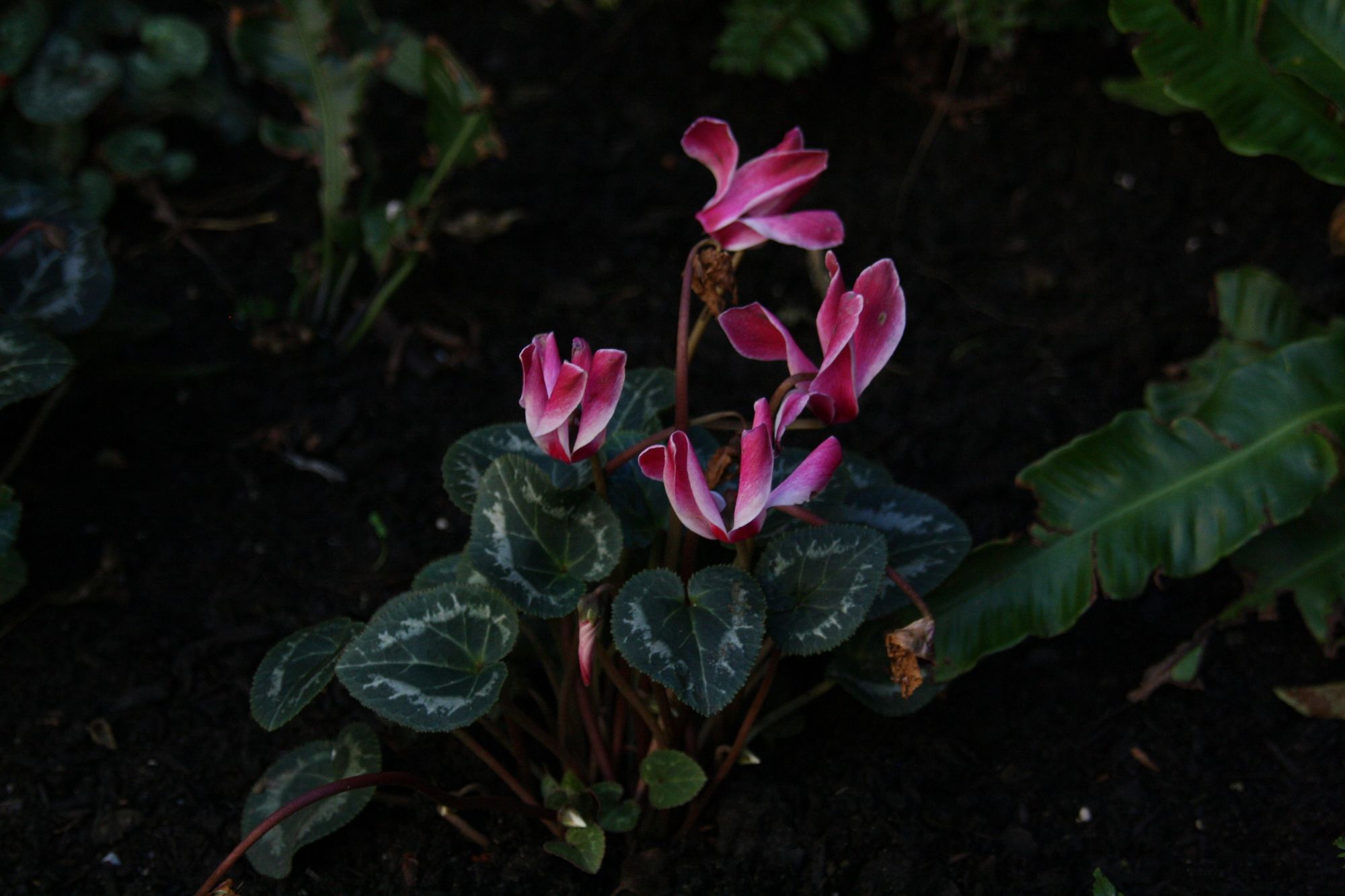 Cyclamen