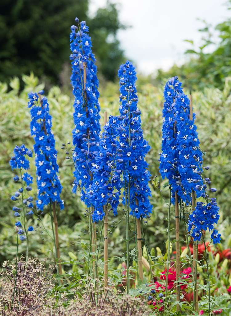 Blue Delphinium