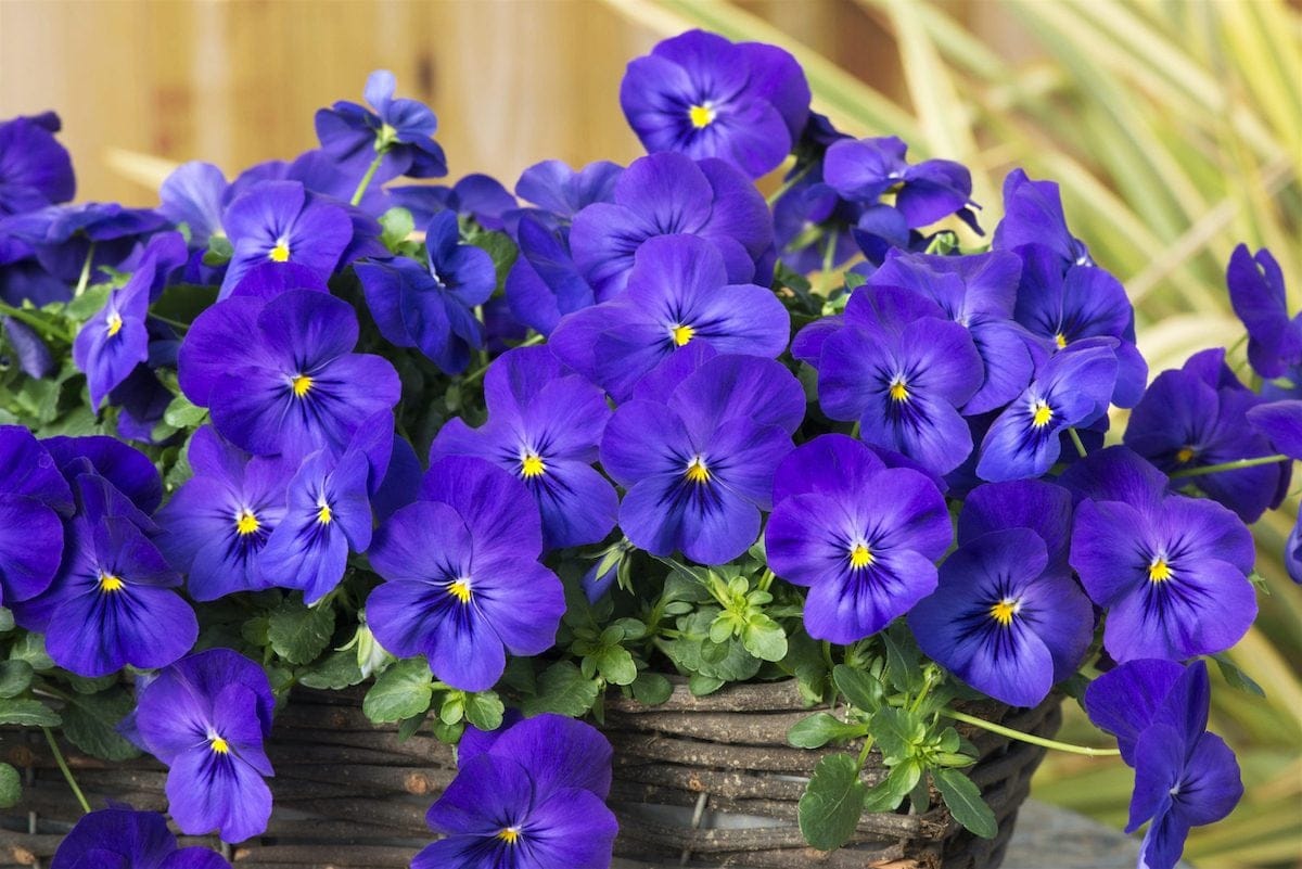 Blue Spreading Cool Wave Pansies
